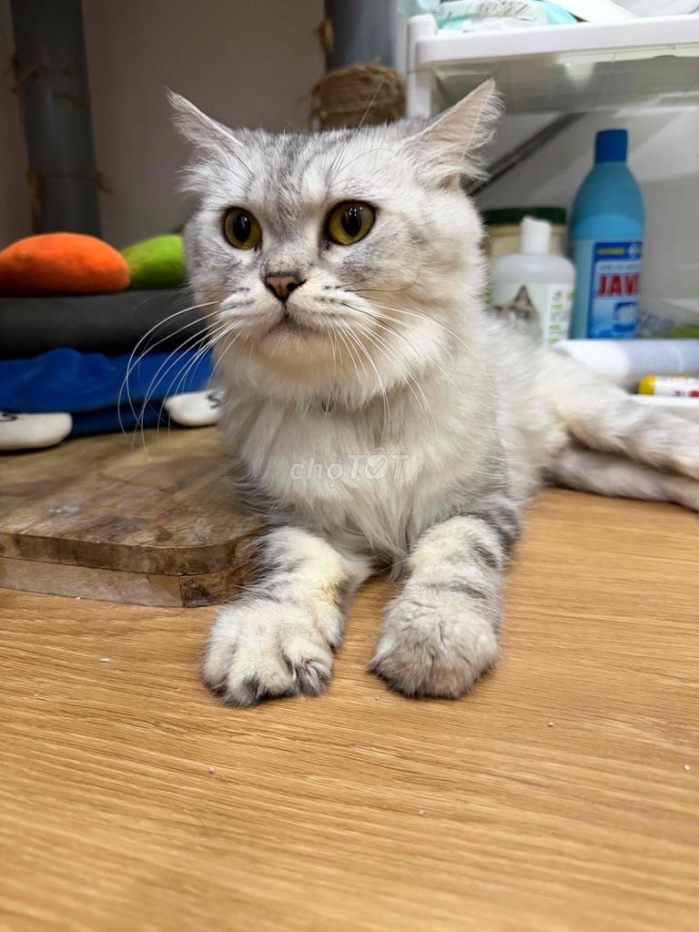 Mèo ALD silver tabby cái 3 tuổi. Mua bán Mèo tại Thành phố Thủ Đức Tp Hồ Chí Minh được đăng bởi Hân hình 1