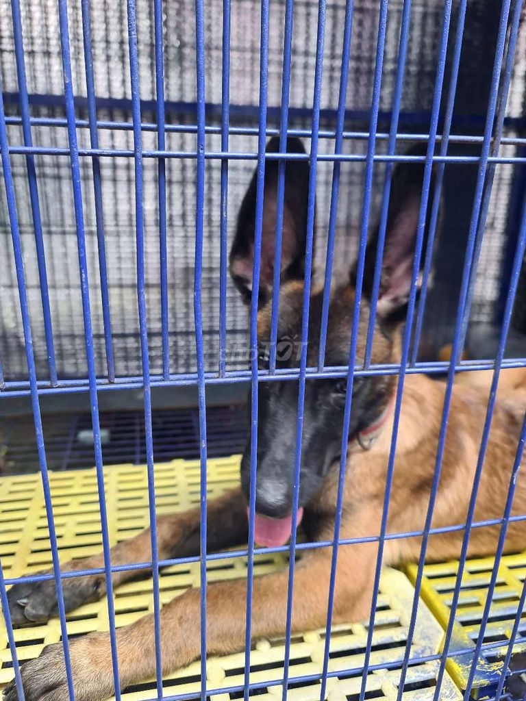 cần bán malinois