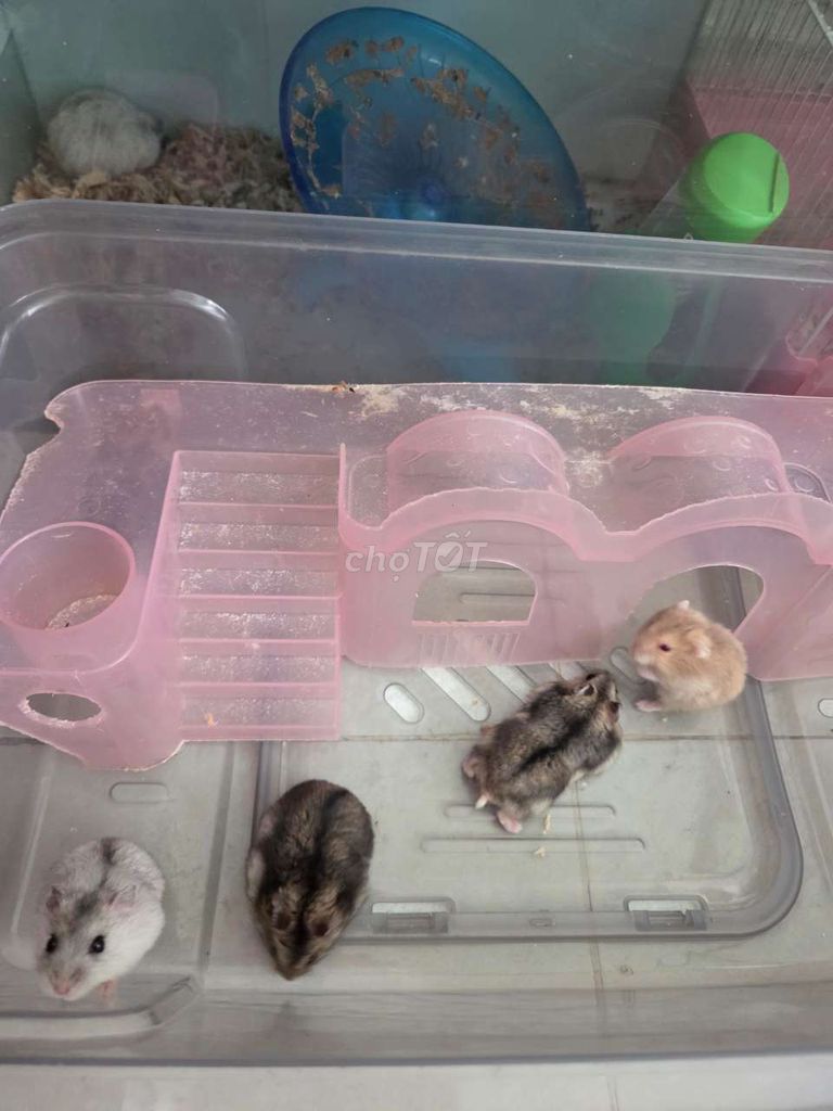 Chuột Hamster WW 3-5 tháng. Mua bán Thú cưng khác tại Quận 5 Tp Hồ Chí Minh được đăng bởi Thanh Hằng hình 1