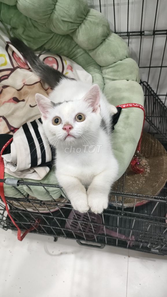 Mèo Anh lông ngắn 3 tháng đã tiêm. Mua bán Mèo tại Quận Bắc Từ Liêm Hà Nội được đăng bởi dương mạnh cường hình 1