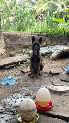 Chó Becgie Bỉ Malinois Cái