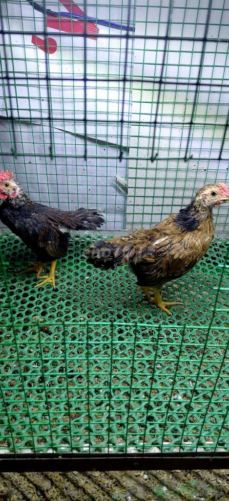 Gà tre đen nâu cả hai. Mua bán Gà tại Quận Tân Bình Tp Hồ Chí Minh được đăng bởi khánh hình 1