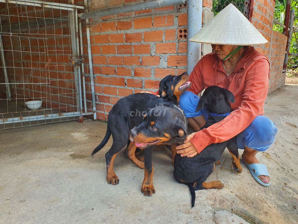 LA 500k 1kg Chó rottweiler