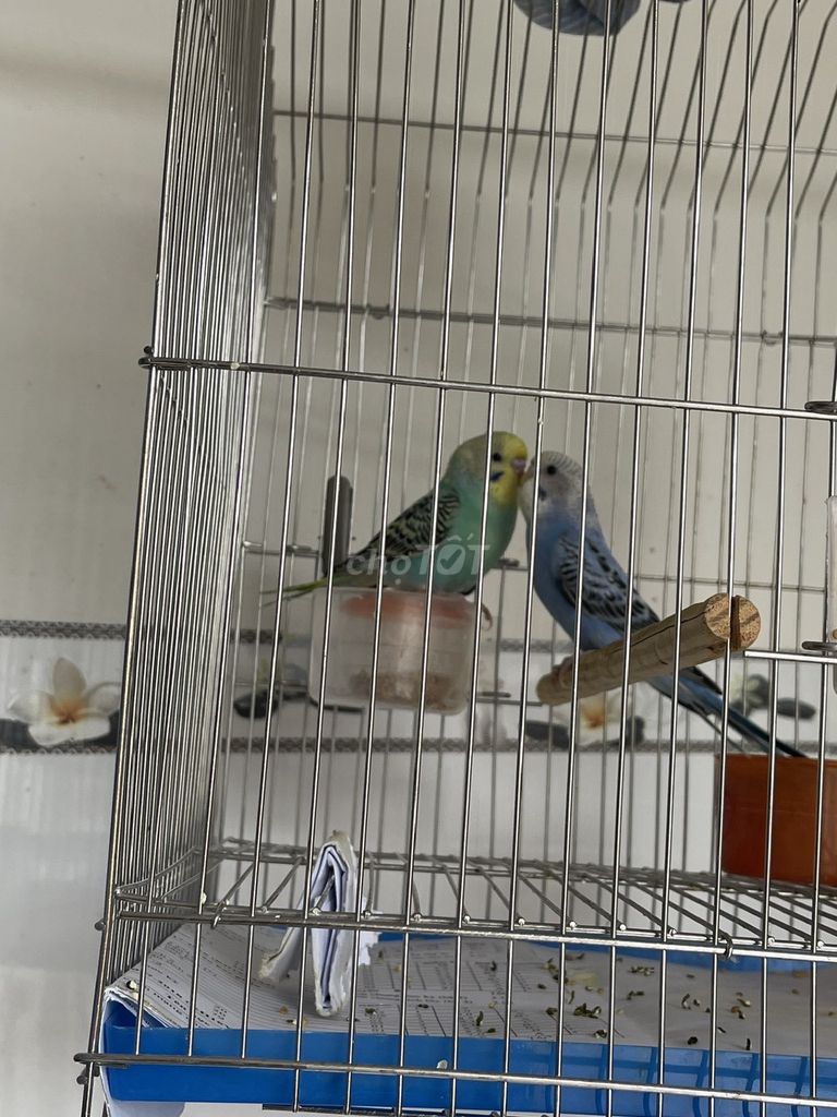 Yến phụng Hà Lan tuổi sinh sản. Mua bán Chim tại Quận Bình Thuỷ Cần Thơ được đăng bởi Tên chưa cung cấp hình 1