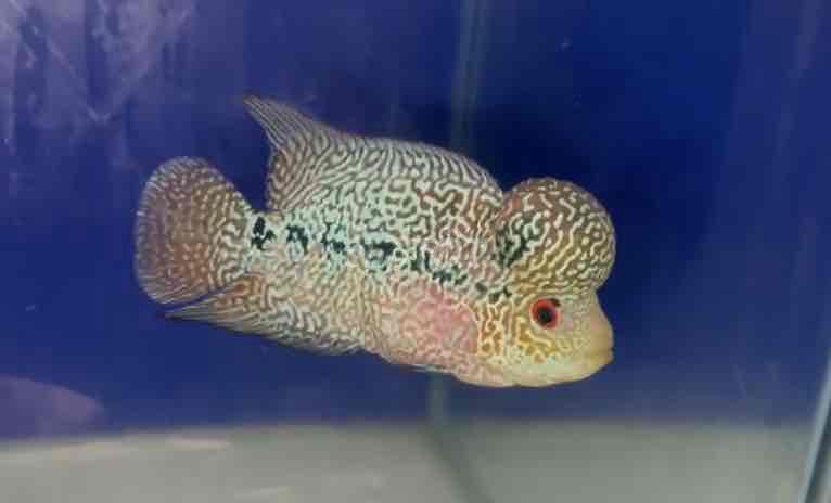 Cá La hán F3. Mua bán Thú cưng khác tại Quận 7 Tp Hồ Chí Minh được đăng bởi Nguyen Quang hình 1