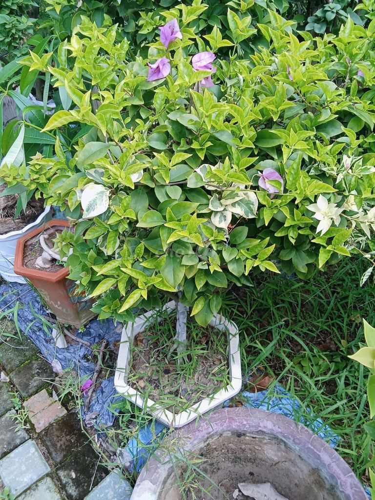 Cây cảnh Xanh lá, Tím 5 cây. Mua bán Cây cảnh, đồ trang trí tại Huyện Đông Anh Hà Nội được đăng bởi nghiêm đình cường  hình 1