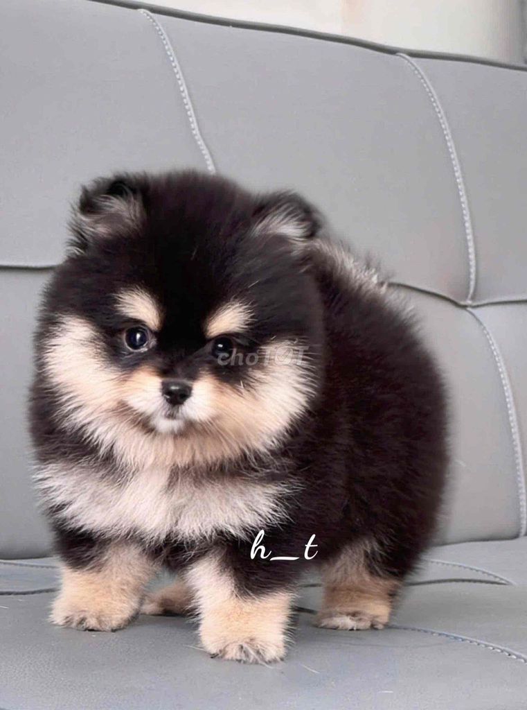Chó Pom Thái cả hai 2 tháng. Mua bán Chó tại Quận Bình Tân Tp Hồ Chí Minh được đăng bởi huỳnh thật  hình 1