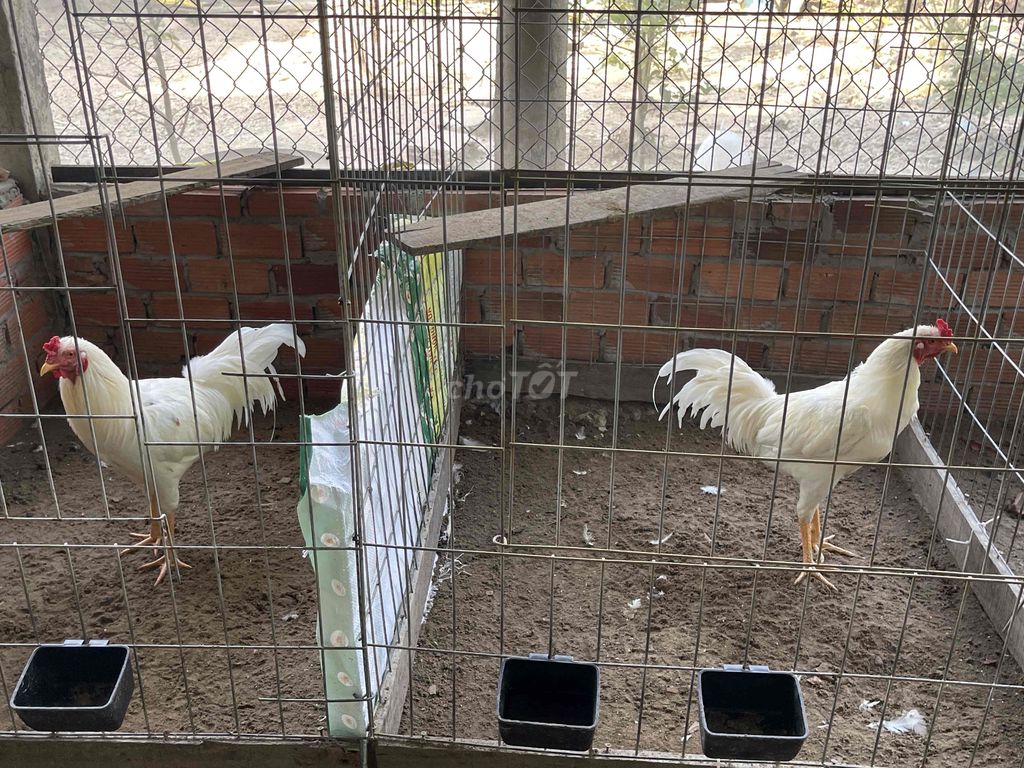 Gà tơ chia tại nhà bao lựa. Mua bán Gà tại Huyện Giồng Riềng Kiên Giang được đăng bởi Hoàng Sơn hình 1