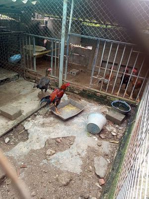 Cần bán. Mua bán Gà tại Huyện Đông Hưng Thái Bình được đăng bởi Hung