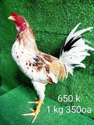 1 kg 350oa gà zin nha ae. Mua bán Gà tại Quận Gò Vấp Tp Hồ Chí Minh được đăng bởi nam gà tre 