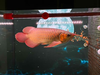 Huyết Long super red. Mua bán Thú cưng khác tại Thành phố Thủ Đức Tp Hồ Chí Minh được đăng bởi Quốc Minh