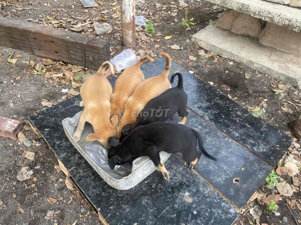 tìm người yêu cún cỏ. Mua bán Chó tại Thành phố Dĩ An Bình Dương được đăng bởi lê thị thu hình 1