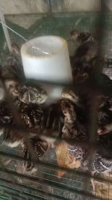 Nha con 30 ga stay giông ace can ib. Mua bán Gà tại Thành phố Thuận An Bình Dương được đăng bởi le binh ha