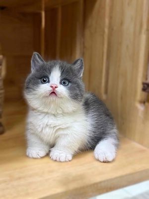 Mèo Anh lông ngắn chân ngắn Bicolor