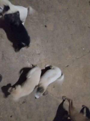 Chó ta con cả hai