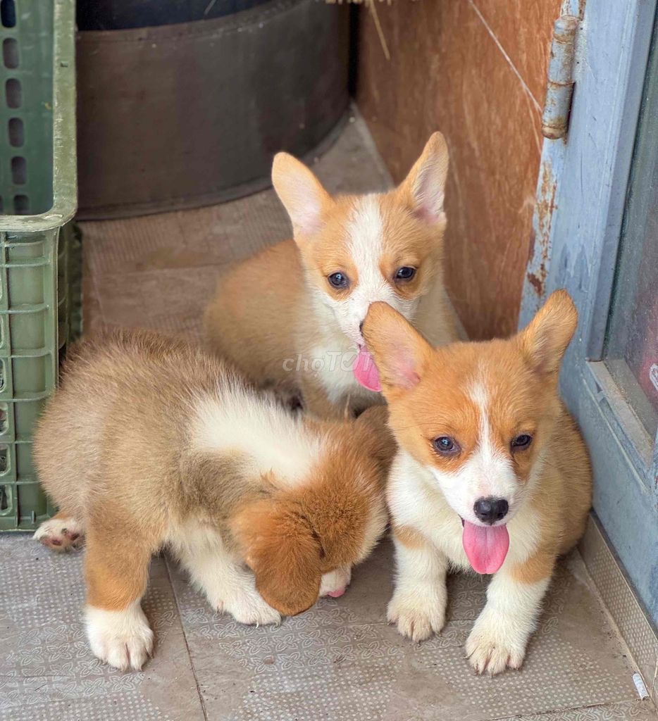corgi mông bự đẹp. Mua bán Chó tại Quận Cẩm Lệ Đà Nẵng được đăng bởi Anh Pet Shop hình 5