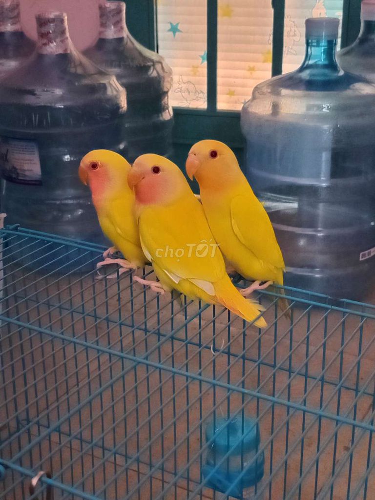 Vẹt Lovebird Vàng mắt đỏ. Mua bán Chim tại Quận Bình Thạnh Tp Hồ Chí Minh được đăng bởi luan Nguyen  hình 1