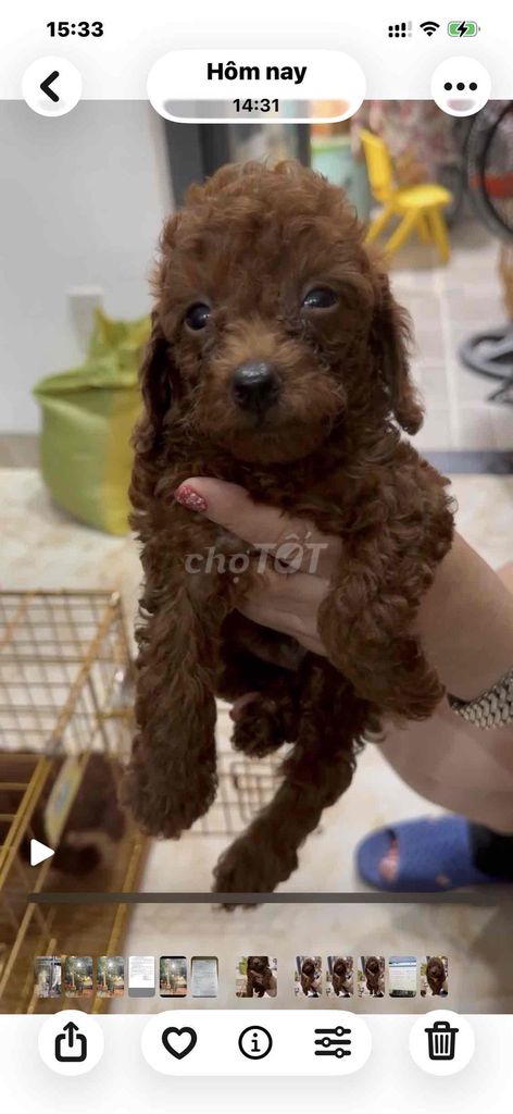 Poodle nâu đỏ. Mua bán Chó tại Thành phố Vũng Tàu Bà Rịa - Vũng Tàu được đăng bởi Lượm Dog Shop hình 3