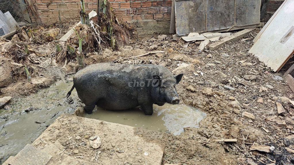 Heo mọi đen. Mua bán Thú cưng khác tại Thị xã Điện Bàn Quảng Nam được đăng bởi Minh Lê Văn hình 1