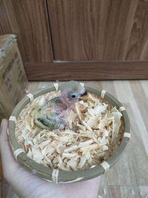 Chim chào mào non màu Xám, xanh, hồng