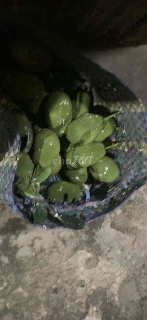 Ben 2,4 Khối giá siêu hời. Mua bán Xe tải, xe ben tại Huyện Châu Thành A Hậu Giang được đăng bởi Anh Kiệt  hình 2