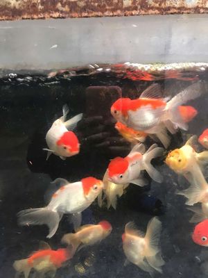 Hạc đỉnh hồng. Mua bán Thú cưng khác tại Quận Cẩm Lệ Đà Nẵng được đăng bởi Trần hoài nhung 