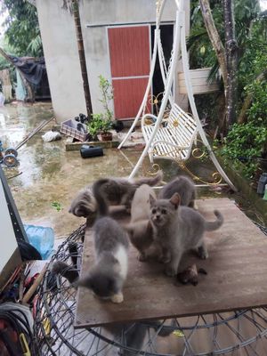 Mèo ALN Xám 2 tháng tuổi