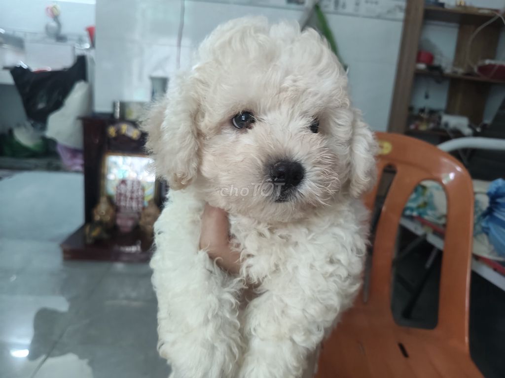 Chó Poodle Trắng Đực Cái Con 4-6kg. Mua bán Chó tại Quận 8 Tp Hồ Chí Minh được đăng bởi Múi Múi hình 1