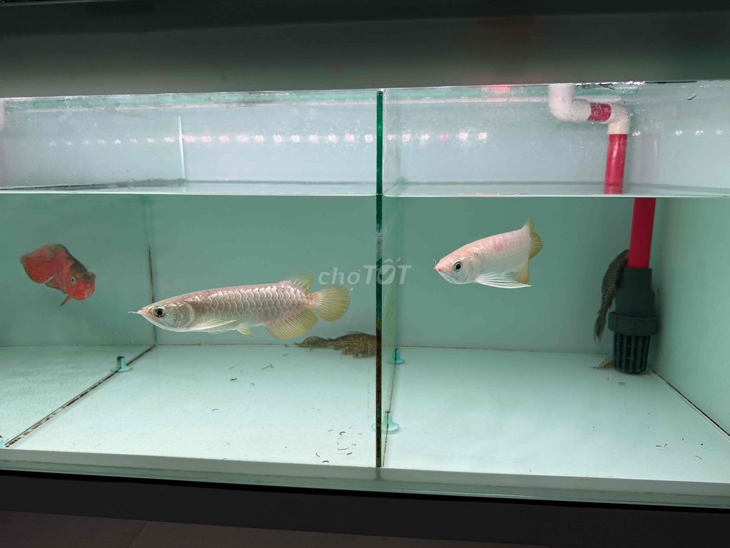 Cá Rồng Kim Long Nhí. Mua bán Thú cưng khác tại Quận Bình Tân Tp Hồ Chí Minh được đăng bởi Thanh Phát hình 1