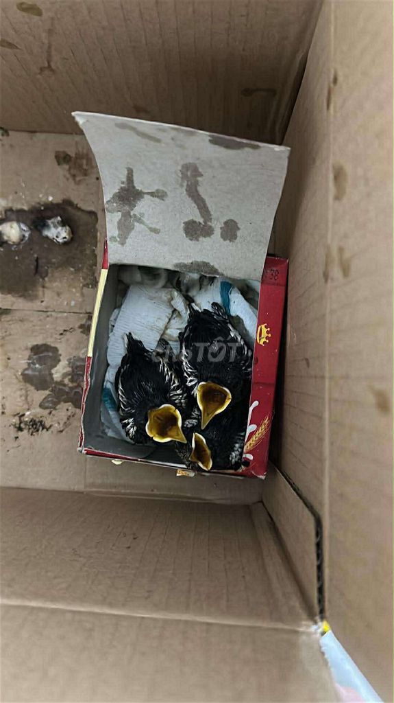 Chim Chòe than trống con Đen trắng. Mua bán Chim tại Quận Liên Chiểu Đà Nẵng được đăng bởi Pham Huy11 hình 1