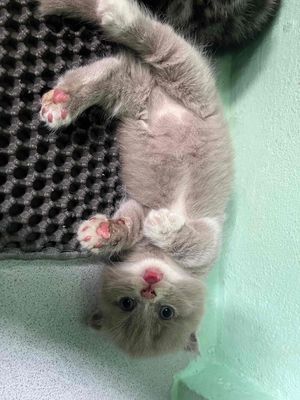 Mèo ALN tai cụp chân ngắn mũi hồng