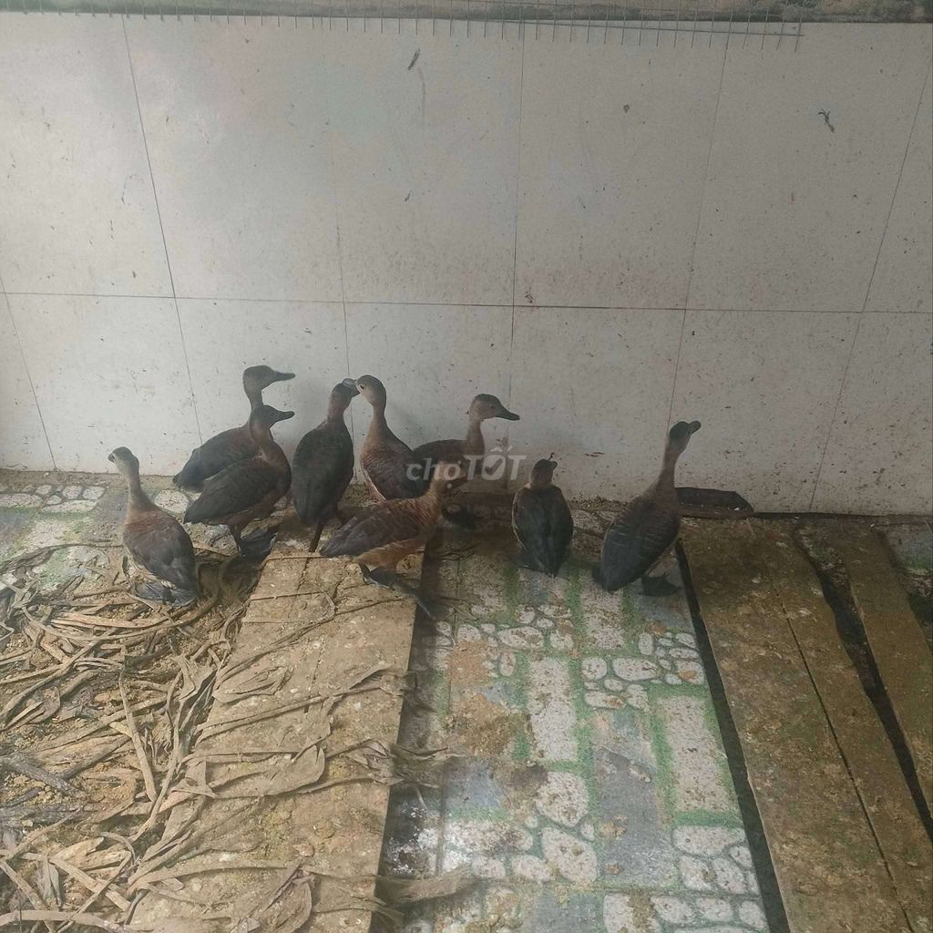 Le le nâu to béo. Mua bán Thú cưng khác tại Quận Long Biên Hà Nội được đăng bởi tổng kho gia dụng  hình 1