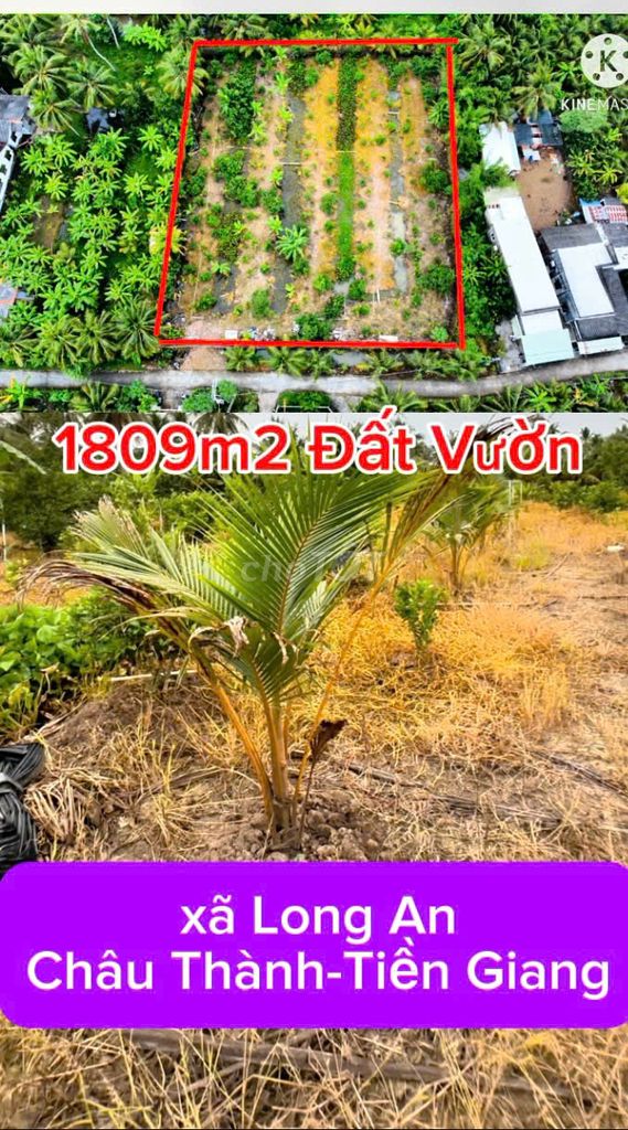 [BÁN ĐẤT VƯỜN ĐẸP NHƯ TRANH TẠI TIỀN GIANG - SẴN DỪA, BƯỞI, CHANH]