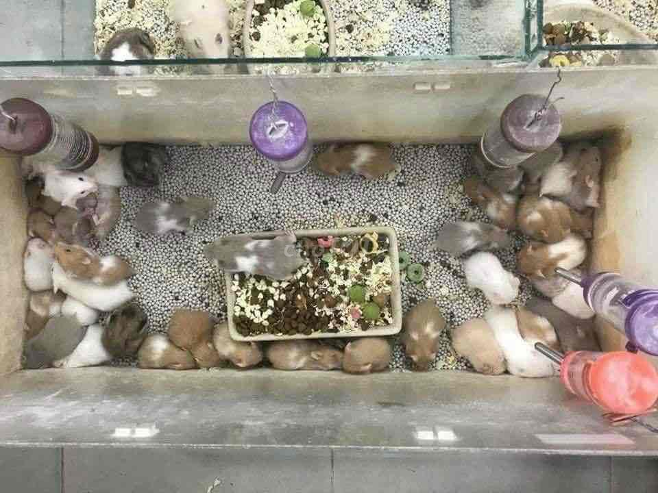 chuột Hamster Shop Dầu Giây