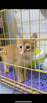 Mèo ald lai 2 tháng tuối ( Gò Vấp). Mua bán Mèo tại Quận Gò Vấp Tp Hồ Chí Minh được đăng bởi Nguyễn Thị Như Ý