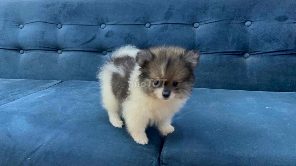 Chó Pom Thái mini đực trắng , party 2.5 tháng. Mua bán Chó tại Quận 6 Tp Hồ Chí Minh được đăng bởi Kids Pet hình 1