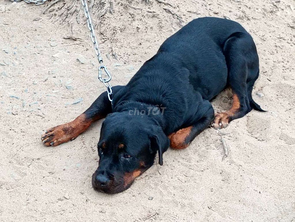 Chó Rottweiler cái. Mua bán Chó tại Thành phố Thuận An Bình Dương được đăng bởi Nhân Rottweiler  hình 1