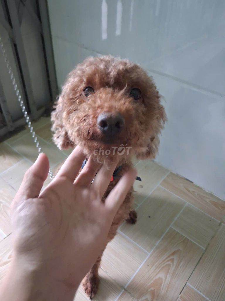 Chó Poodle nâu. Mua bán Chó tại Huyện Nhơn Trạch Đồng Nai được đăng bởi Vu Lam Chi Tai hình 1