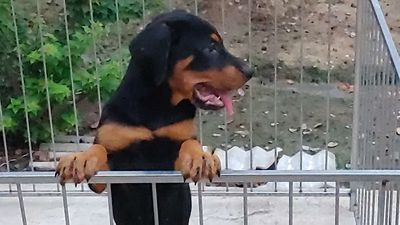 CT.Rottweiler