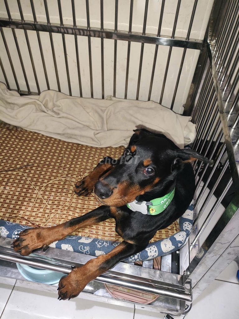 Chó Doberman cái 2 tháng thuần chủng dòng Châu Âu. Mua bán Chó tại Quận Gò Vấp Tp Hồ Chí Minh được đăng bởi Nhi Nguyễn hình 2