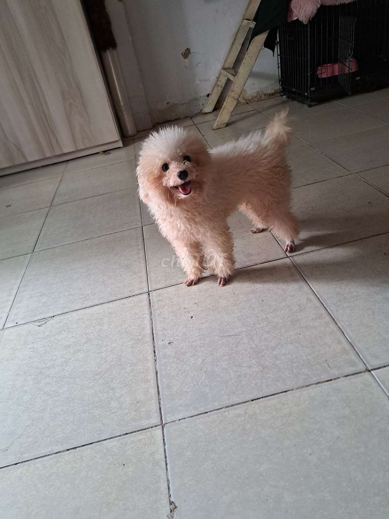 bán chó con. Mua bán Chó tại Quận Bình Tân Tp Hồ Chí Minh được đăng bởi Khang nguyen hình 1