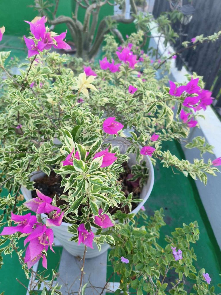 Cây cảnh giấy cẩm thạch tím dễ chăm sóc. Mua bán Cây cảnh, đồ trang trí tại Quận Sơn Trà Đà Nẵng được đăng bởi Trong Huynh hình 1