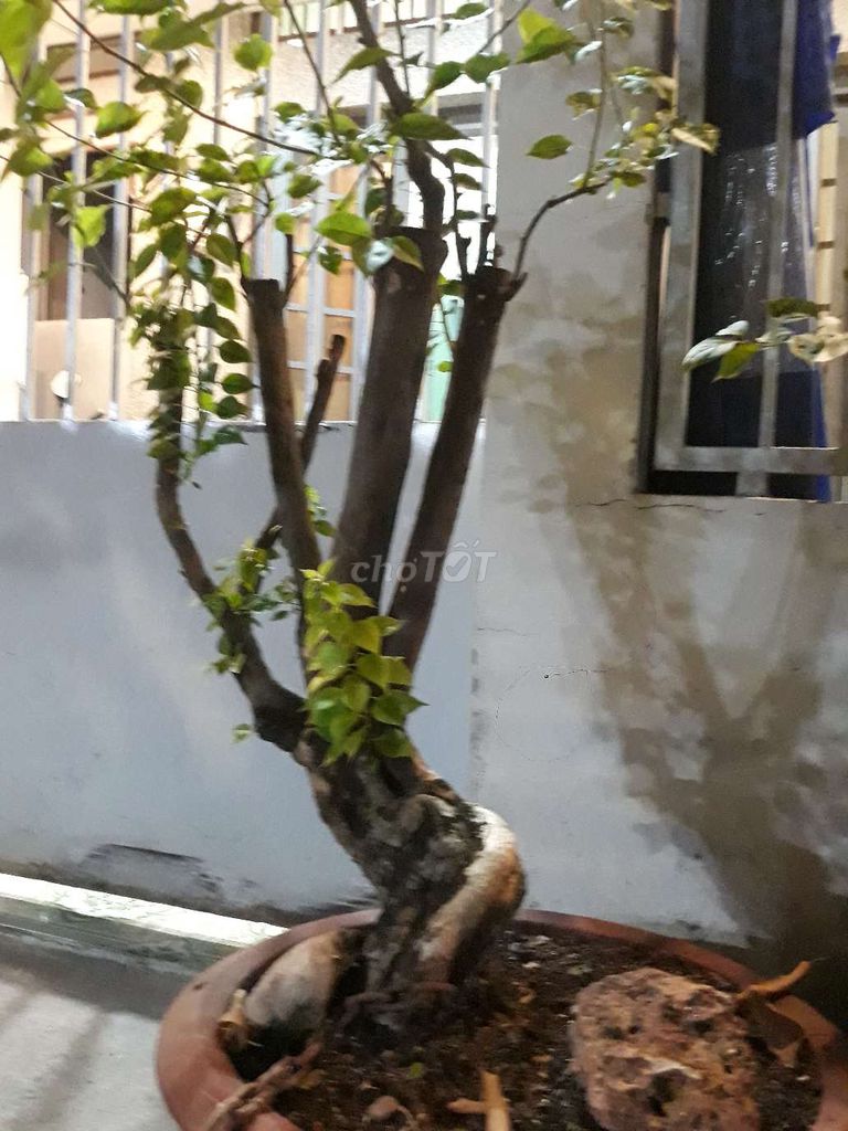 Cây Hoa giấy 5 màu đã xả tàn. Mua bán Cây cảnh, đồ trang trí tại Quận Bình Tân Tp Hồ Chí Minh được đăng bởi chuyên vẽ tranh sơn dầu hình 1