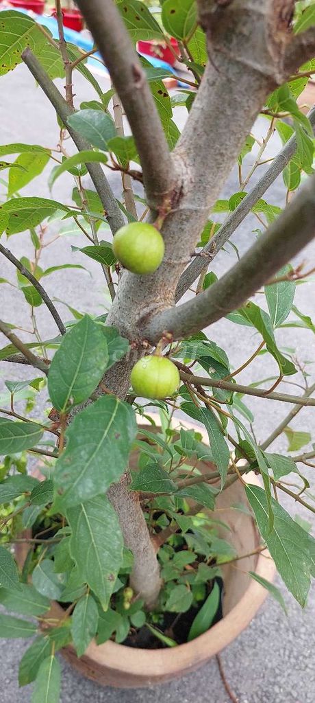 Cây sung Xanh đang ra trái xum xuê. Mua bán Cây cảnh, đồ trang trí tại Quận Gò Vấp Tp Hồ Chí Minh được đăng bởi  Hoa Kiểng nhà  TTô KKem hình 1