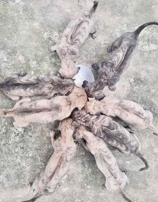 Chó Phú Quốc Vện cọp Lưỡi đen Thuần chủng. Mua bán Chó tại Huyện Chợ Mới An Giang được đăng bởi Tân Phước