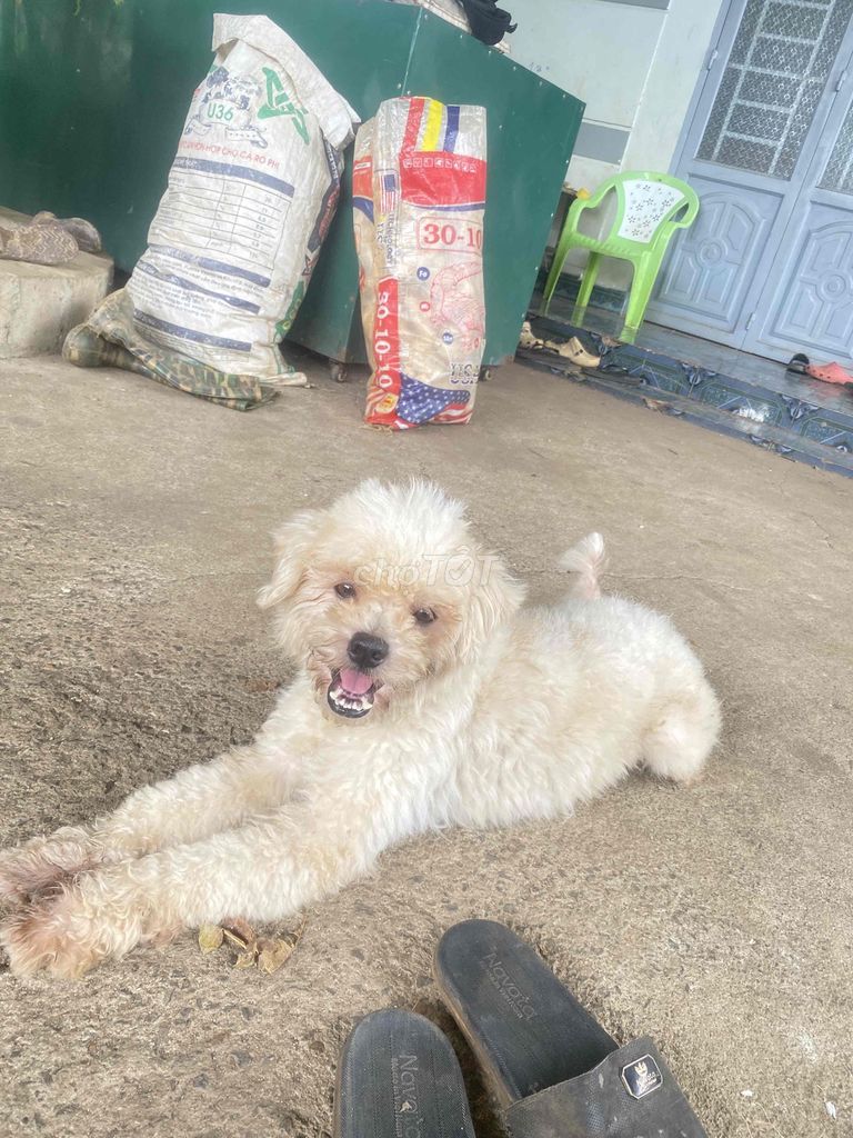 Chó Poodle Trắng Thân thiện. Mua bán Chó tại Thành phố Buôn Ma Thuột Đắk Lắk được đăng bởi Nguyễn Diễm hình 1