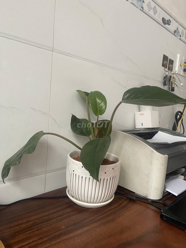 Chậu Trầu Bà Đế Vương Xanh Men Sứ. Mua bán Cây cảnh, đồ trang trí tại Quận Bình Tân Tp Hồ Chí Minh được đăng bởi THUẬN PHÁT hình 1