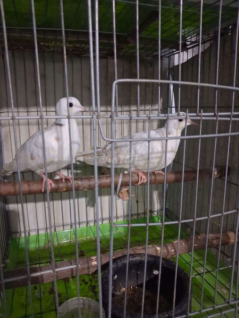 Chim Cu pháp Trắng Khỏe mạnh. Mua bán Chim tại Thành phố Thuận An Bình Dương được đăng bởi chim gay hình 1