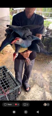 Trại thụy phương bán chim trích cồ. Mua bán Chim tại Huyện Đông Anh Hà Nội được đăng bởi tổng kho gia dụng 