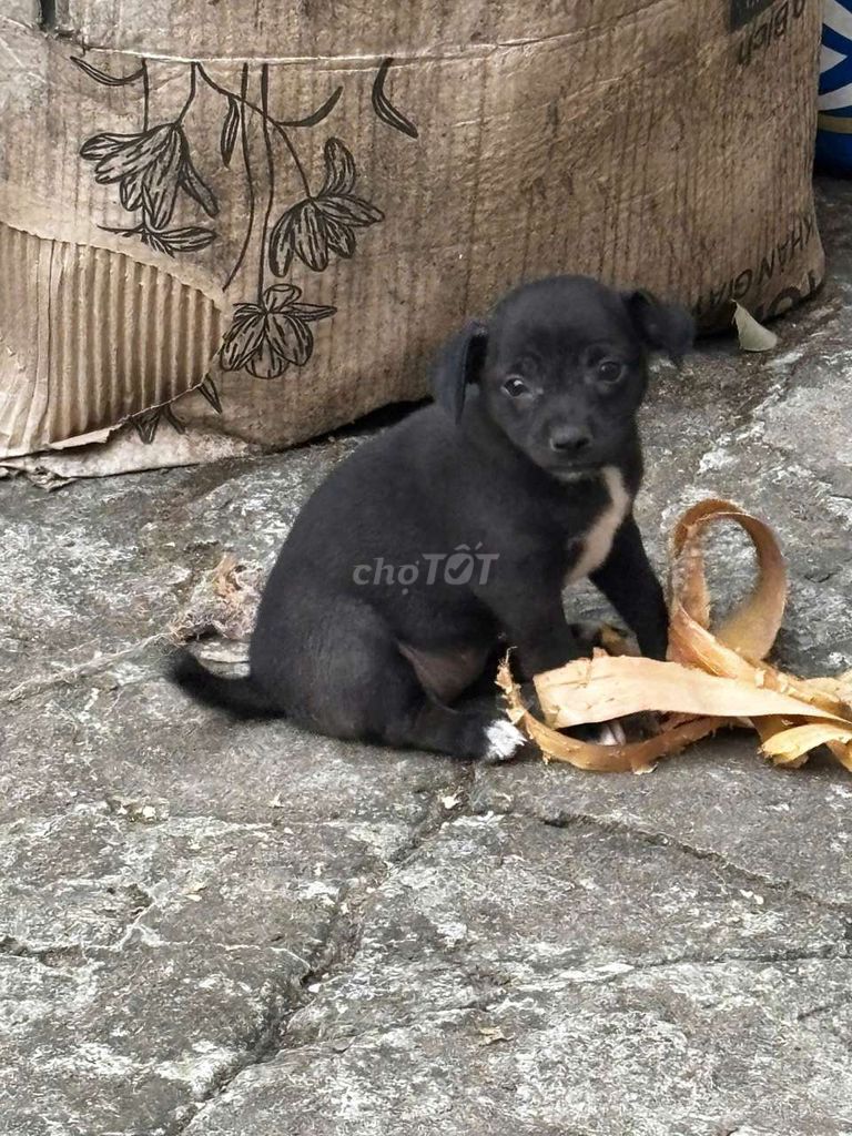 Tìm nhà mới cho các bé. Mua bán Chó tại Huyện Bình Chánh Tp Hồ Chí Minh được đăng bởi Trần Nguyễn hình 1